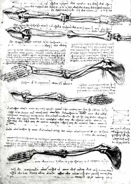 Da Vinci - anatomia